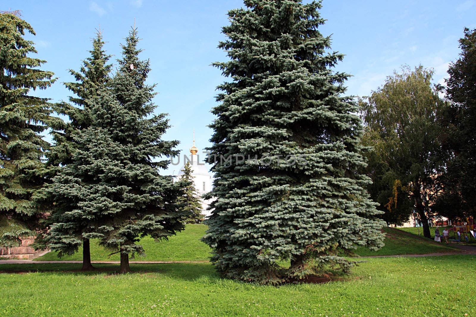 fir trees in park by basel101658