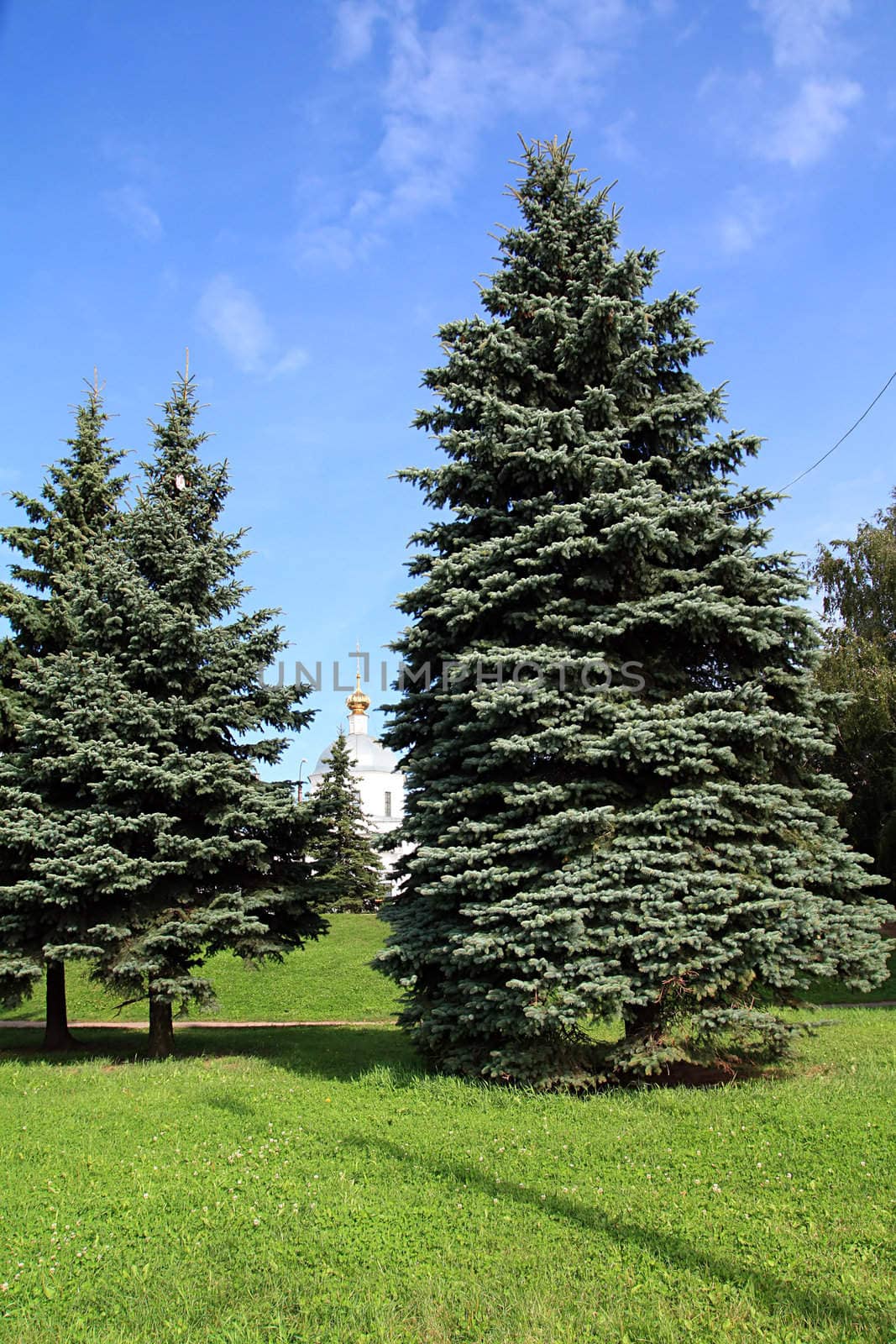 fir trees in park by basel101658