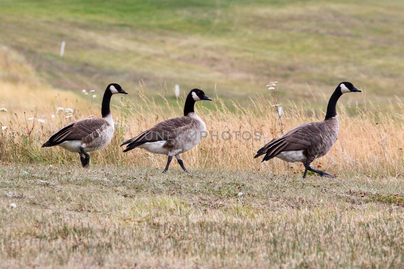 Three Canadian geese walking in dry grass