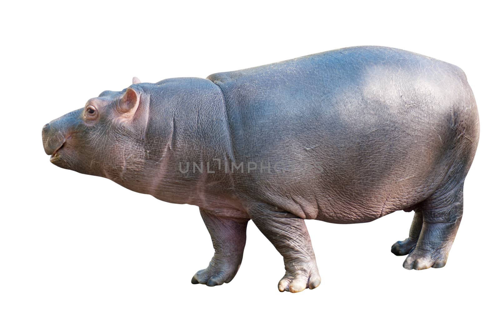 Baby Hippo Isolated on White Background