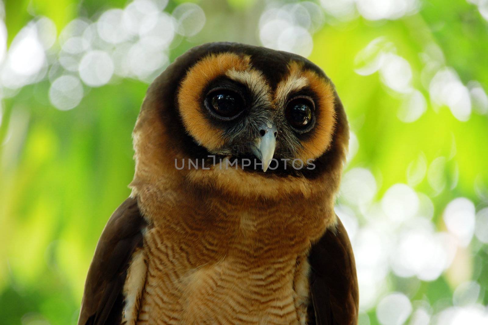 Portrait of a cute owl in tropical forest