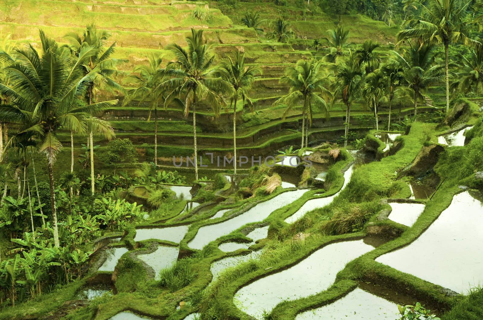 Terrace rice fields in morning sunrise, Ubud, Bali, Indonesia