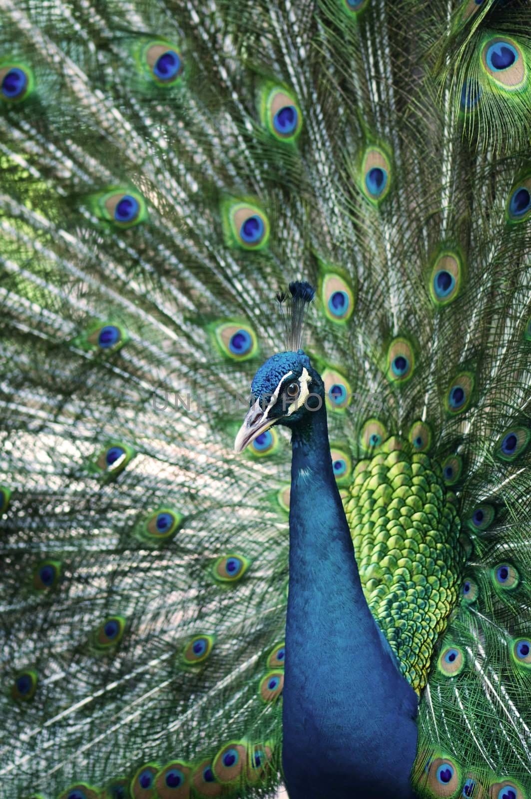 A beautiful peacock portrait with colorful feathers