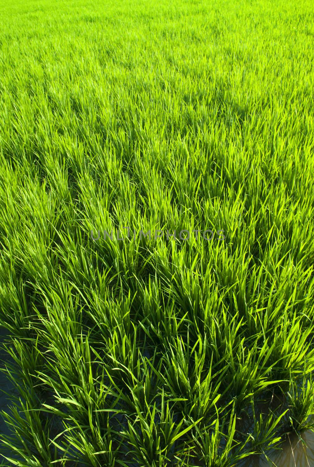 Rice field in early stage in Bali, Indonesia.