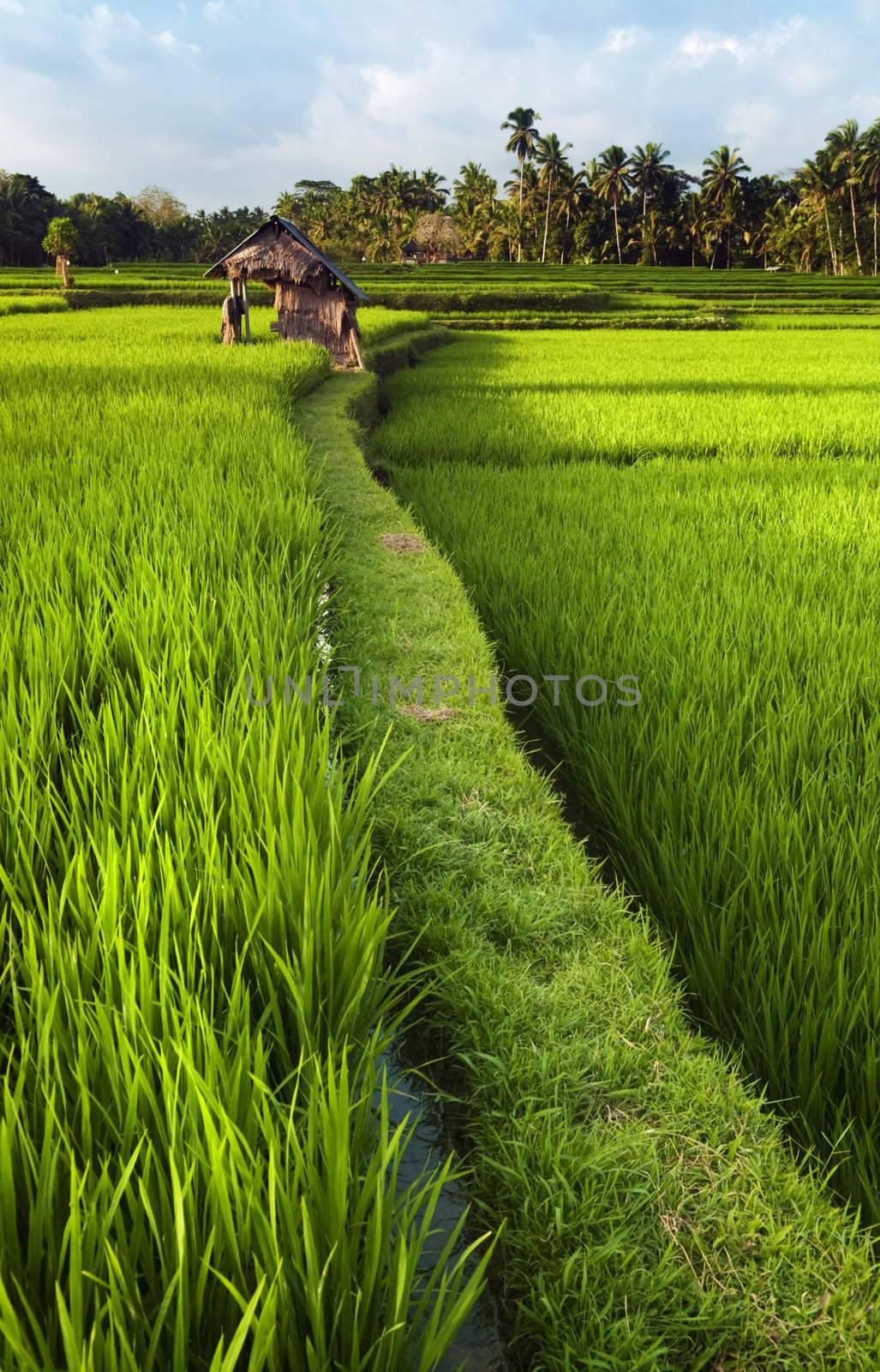 Rice field in early stage at Ubud, Bali, Indinesia. Coconut tree and hut at background.