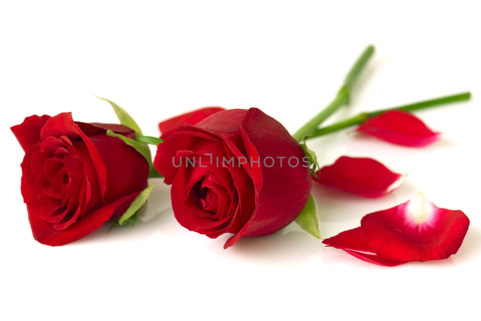 Image of roses and petals on white background.