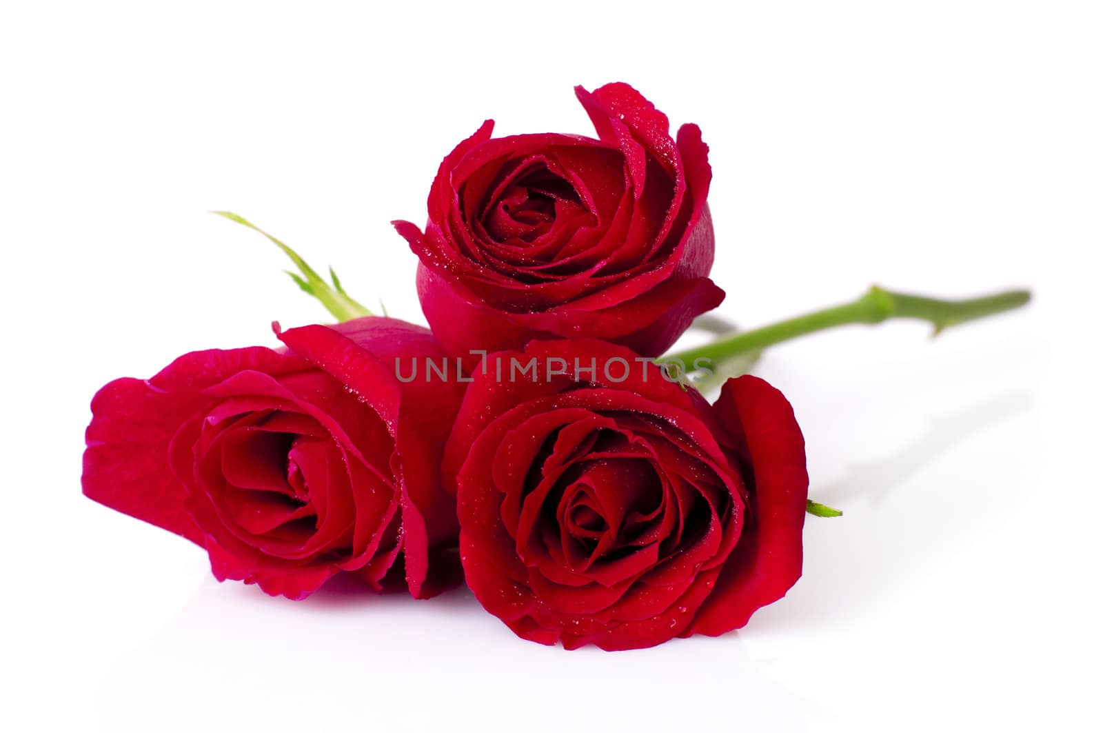 Image of roses on white background.