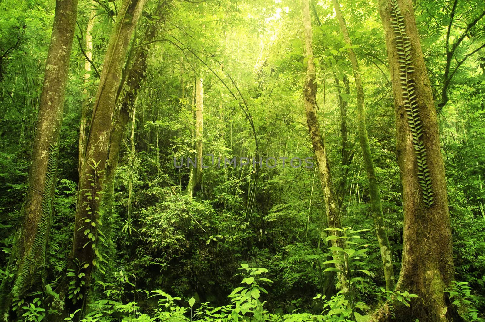 Tropical Rainforest Landscape, Malaysia, Asia