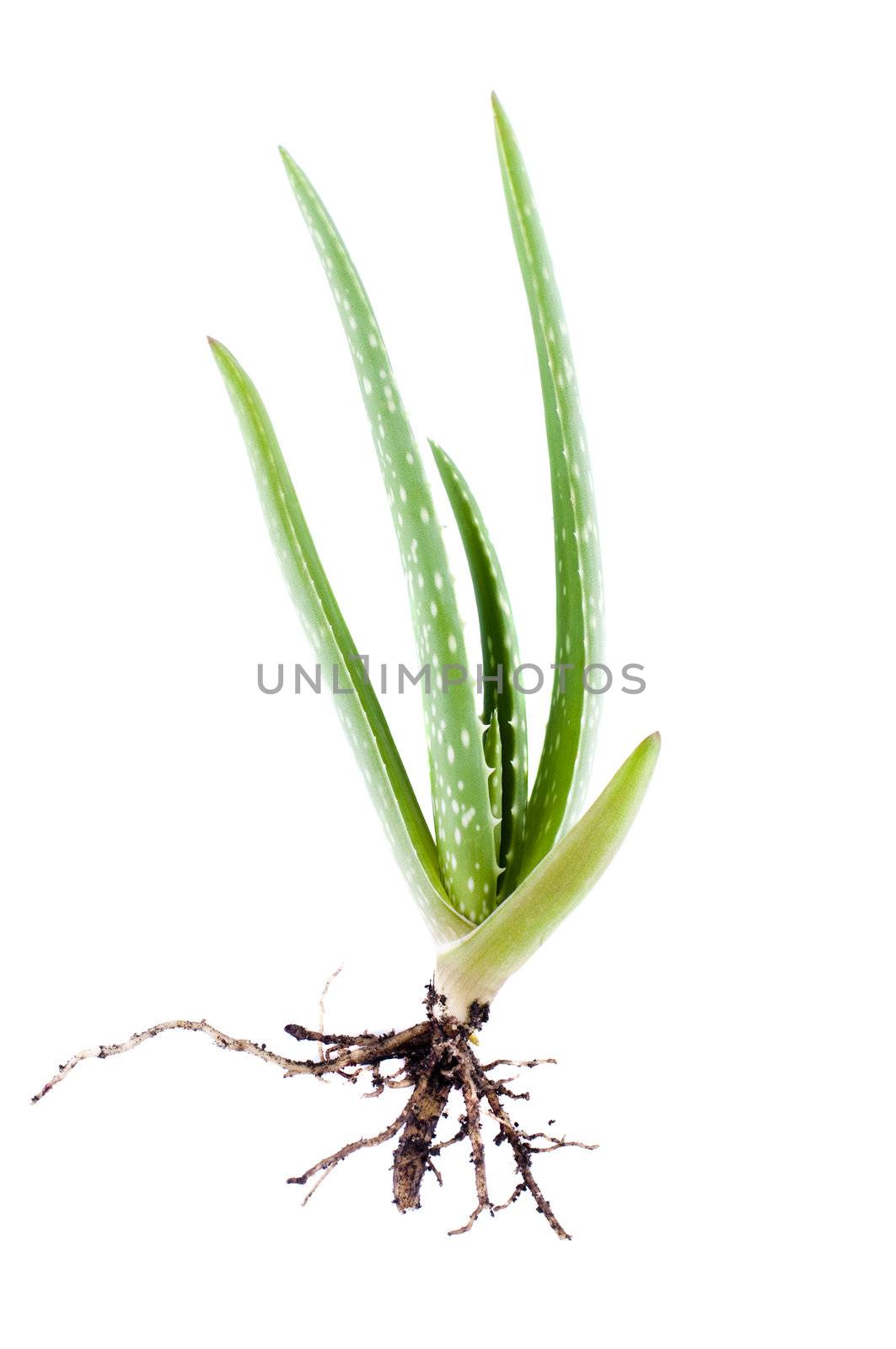 Baby Aloe Vera plant on white background
