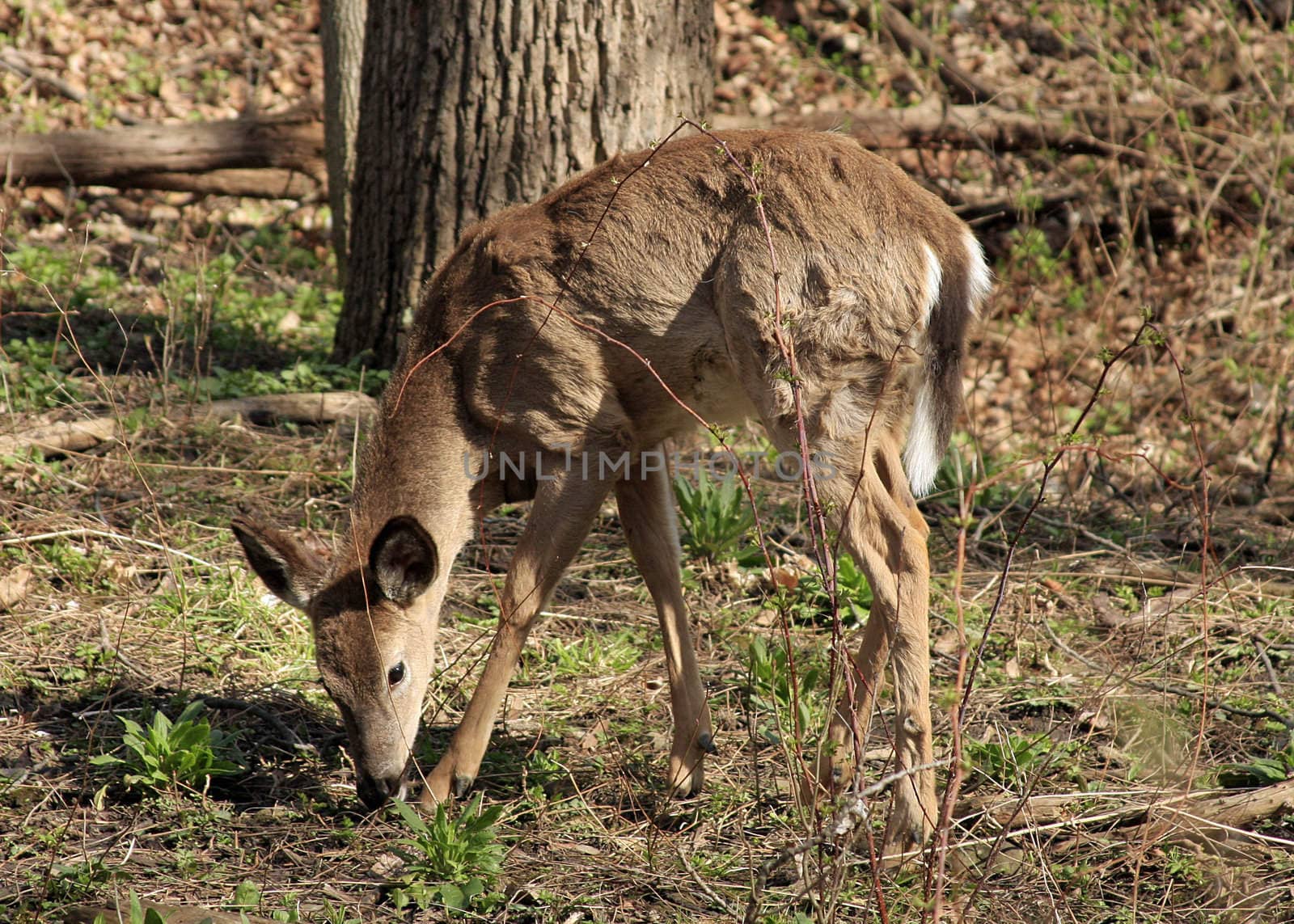 Young White-tail Deer Feeding In The Morning Sun