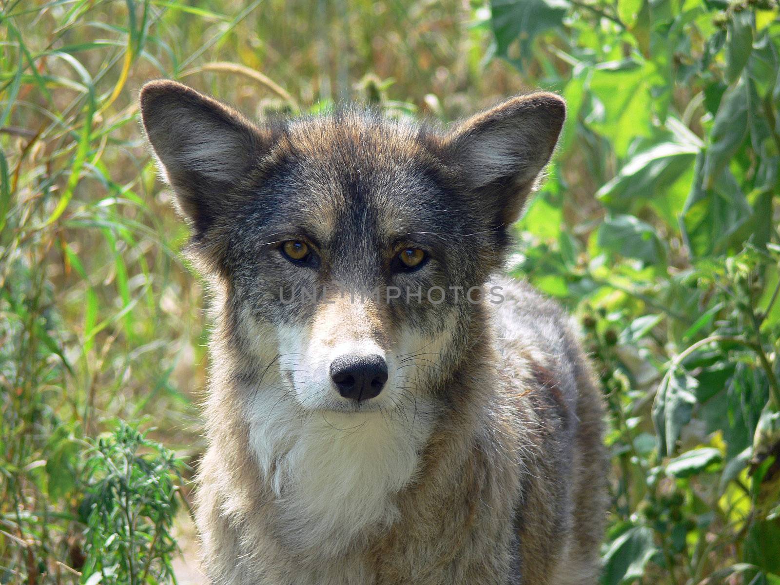 Coyote In Tall Grass