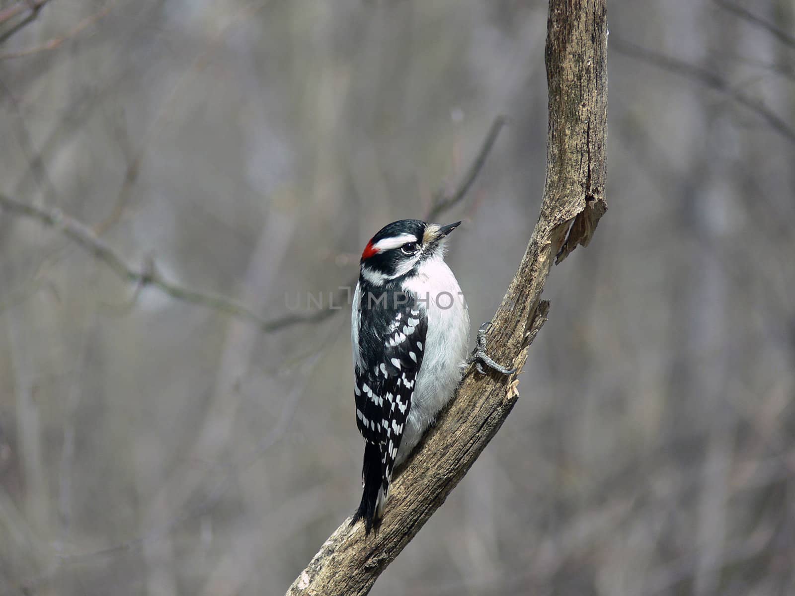 Downy Woodpecker Picoides pubescens Perched On Vine