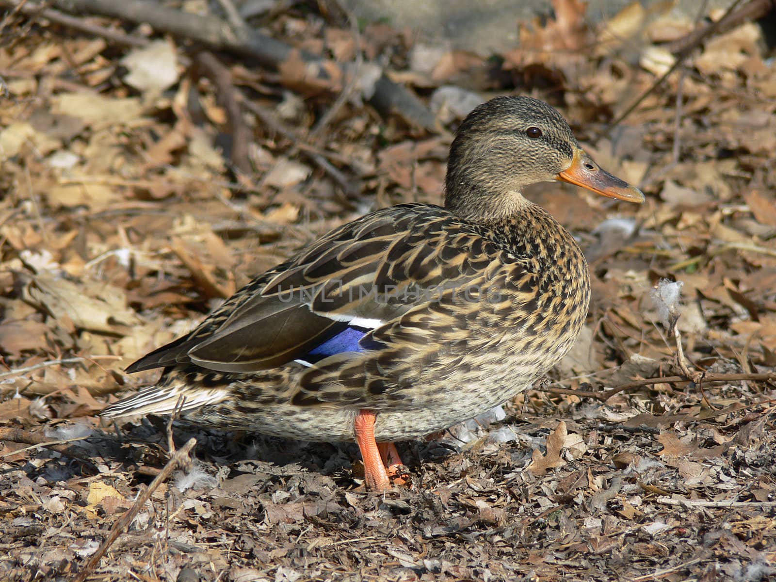 Mallard Duck Female Standing In Morning Sun