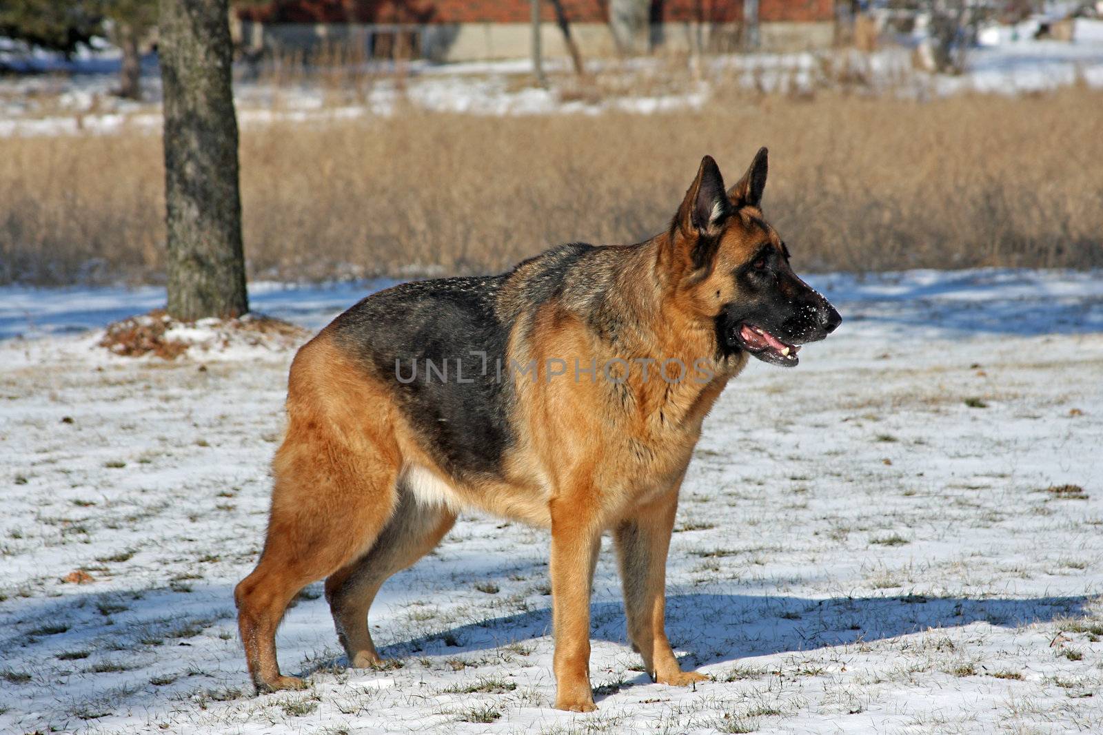 German Shepherd Big Male Standing Side Shot