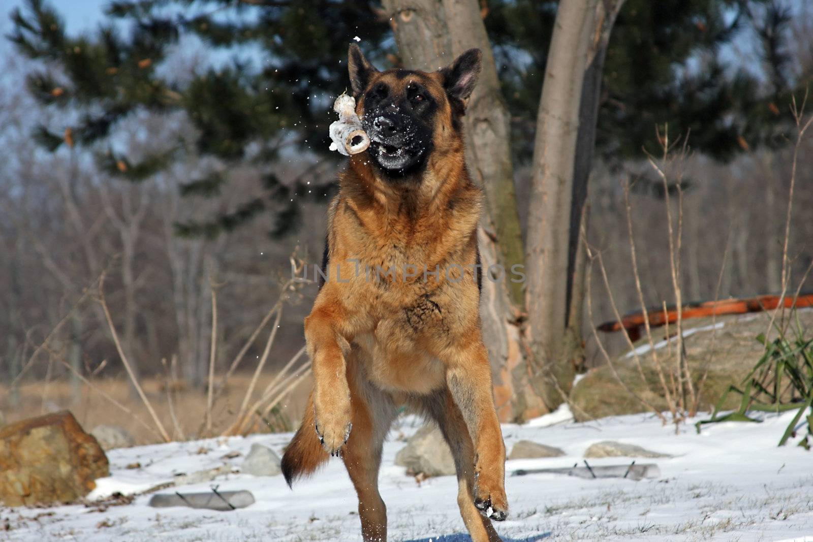 German Shepherd Playing With Bone In Winter