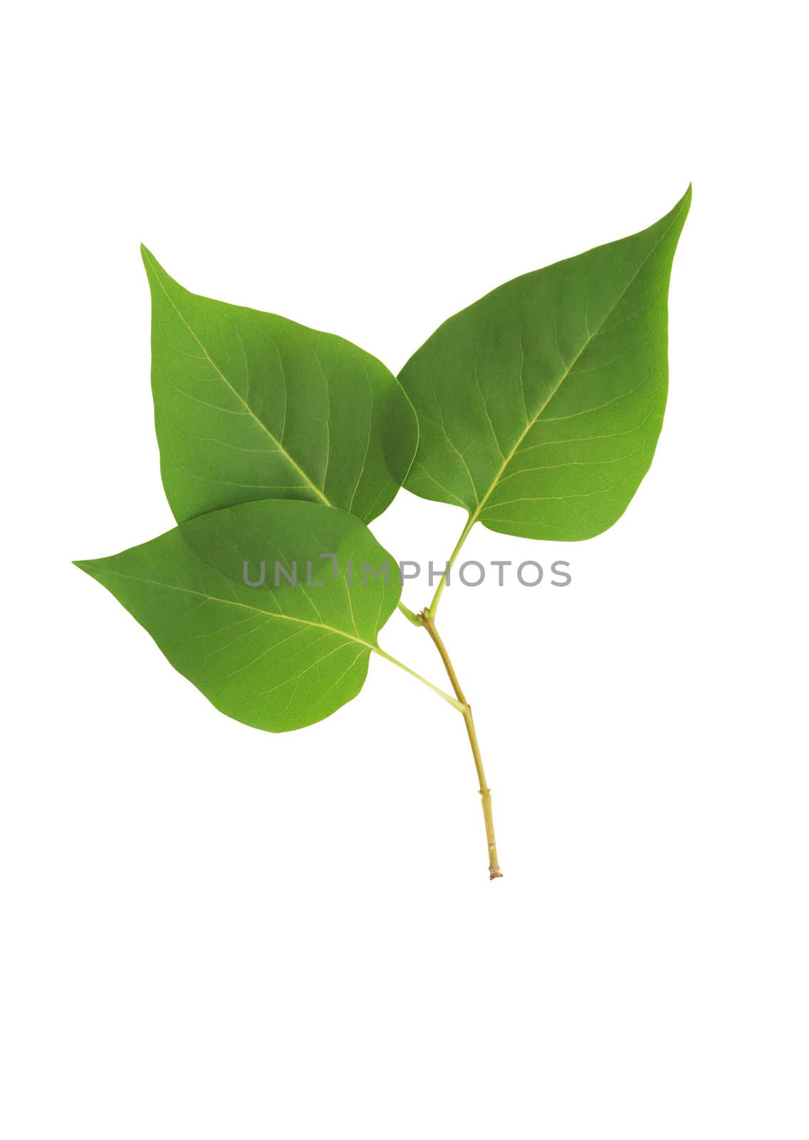 Beautiful branch with green leaves isolated on white background. Clipping path is included