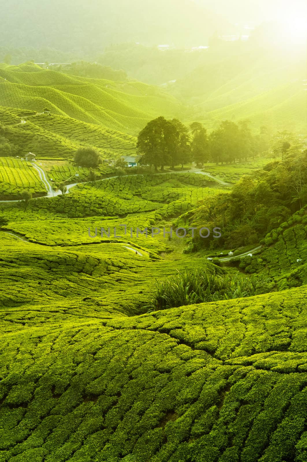 Tea Plantations at Cameron Highlands Malaysia. Sunrise in early morning with fog. 