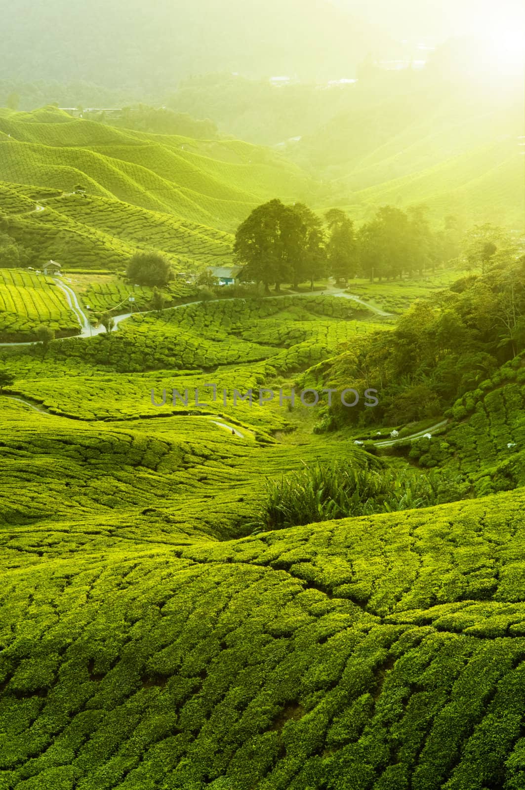 Tea Plantations  by szefei