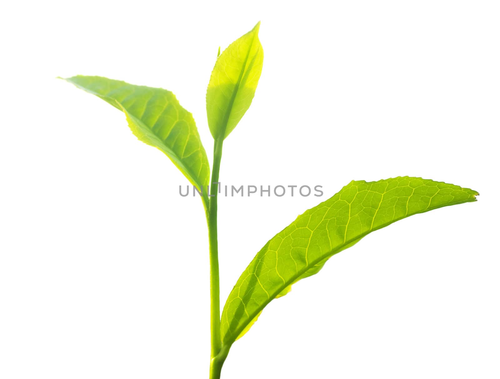 Close up tea leaves on white background