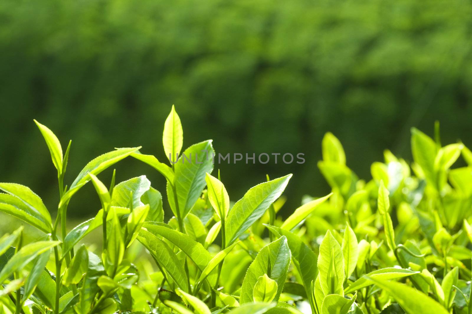 Close up fresh tea leaves in morning sunlight.