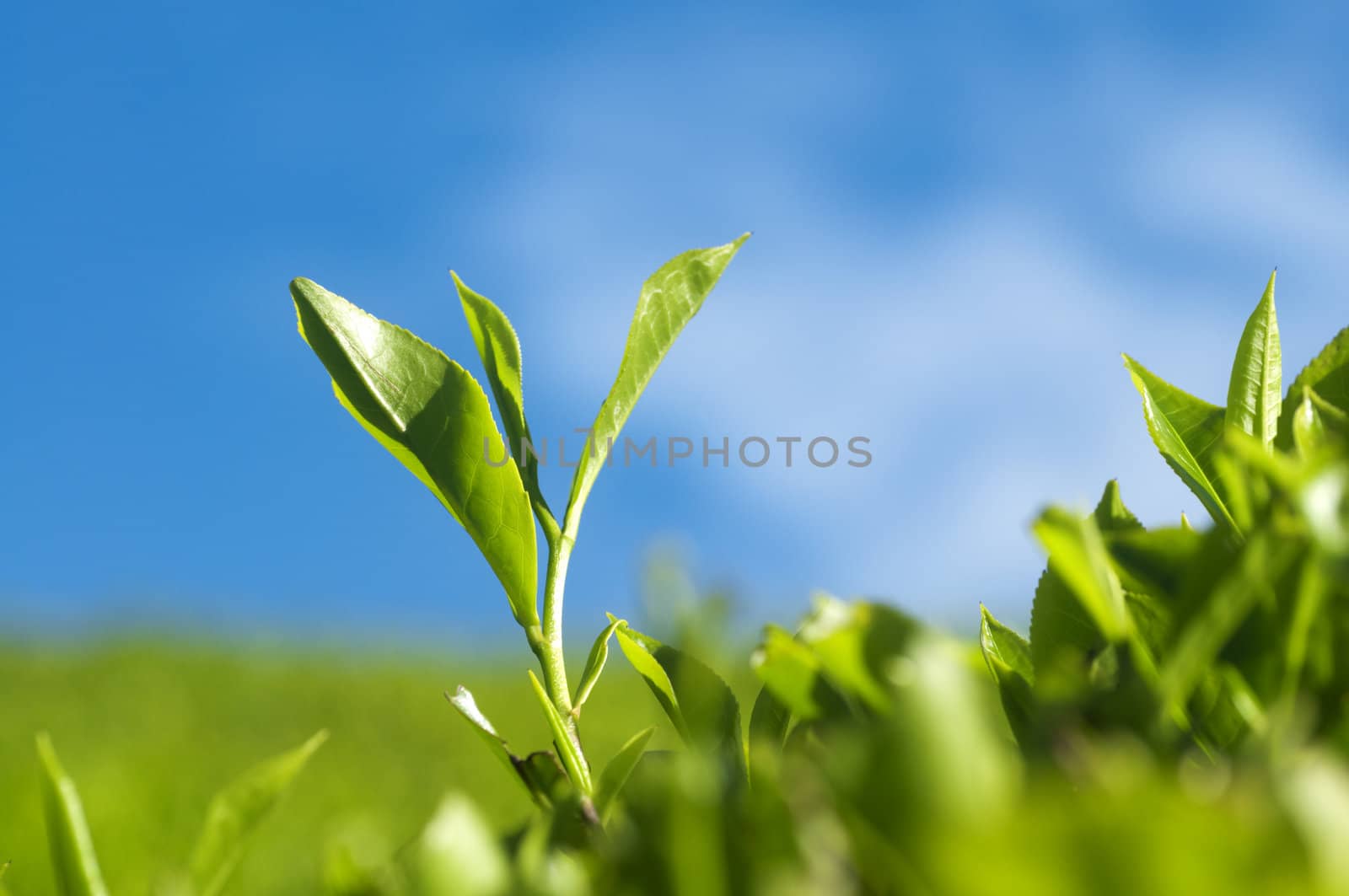 Close up tea leaves with morning sunlight, Cameron Highland Malaysia. 