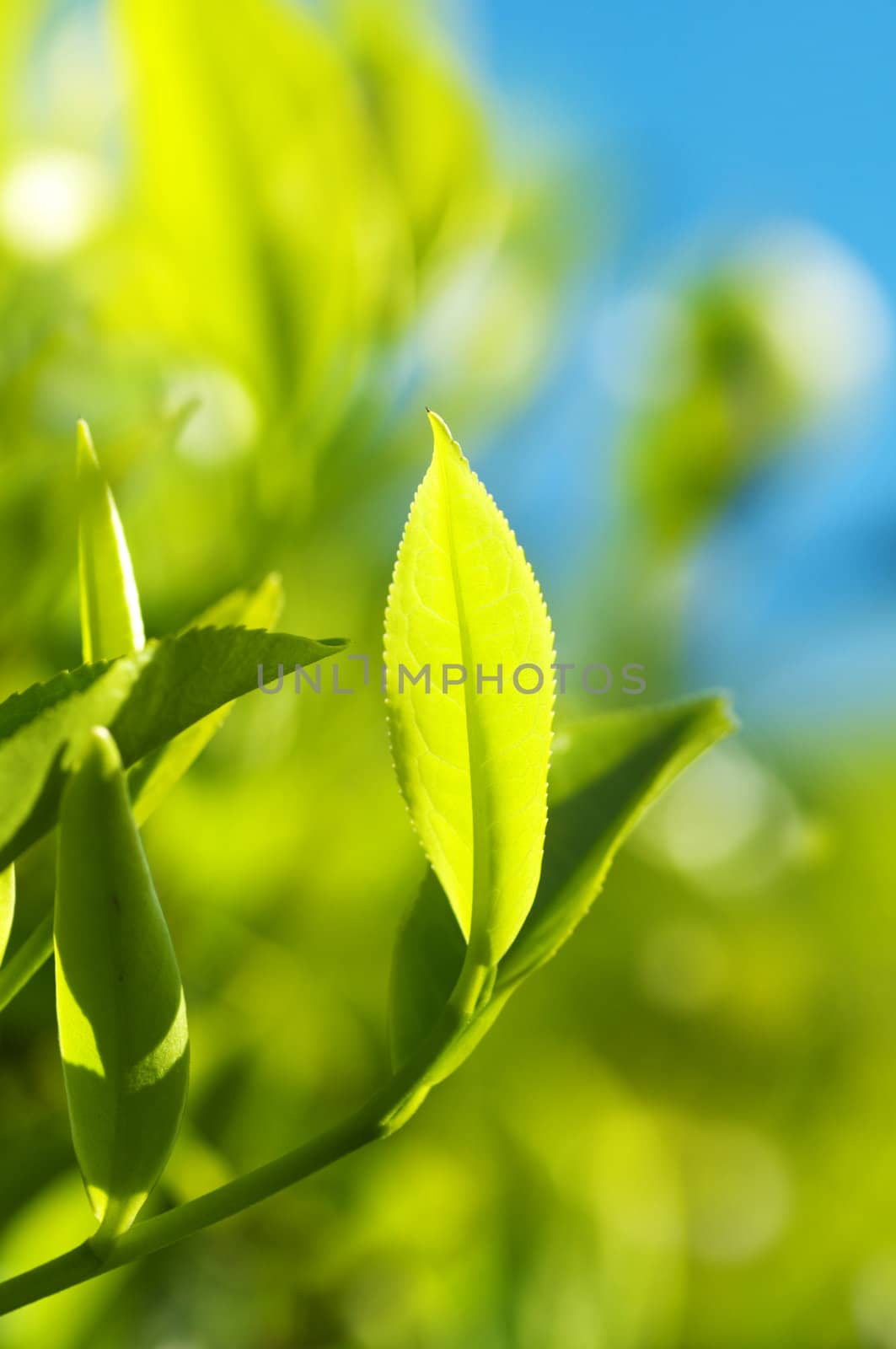Close up tea leaves with morning sunlight, Cameron Highland Malaysia.