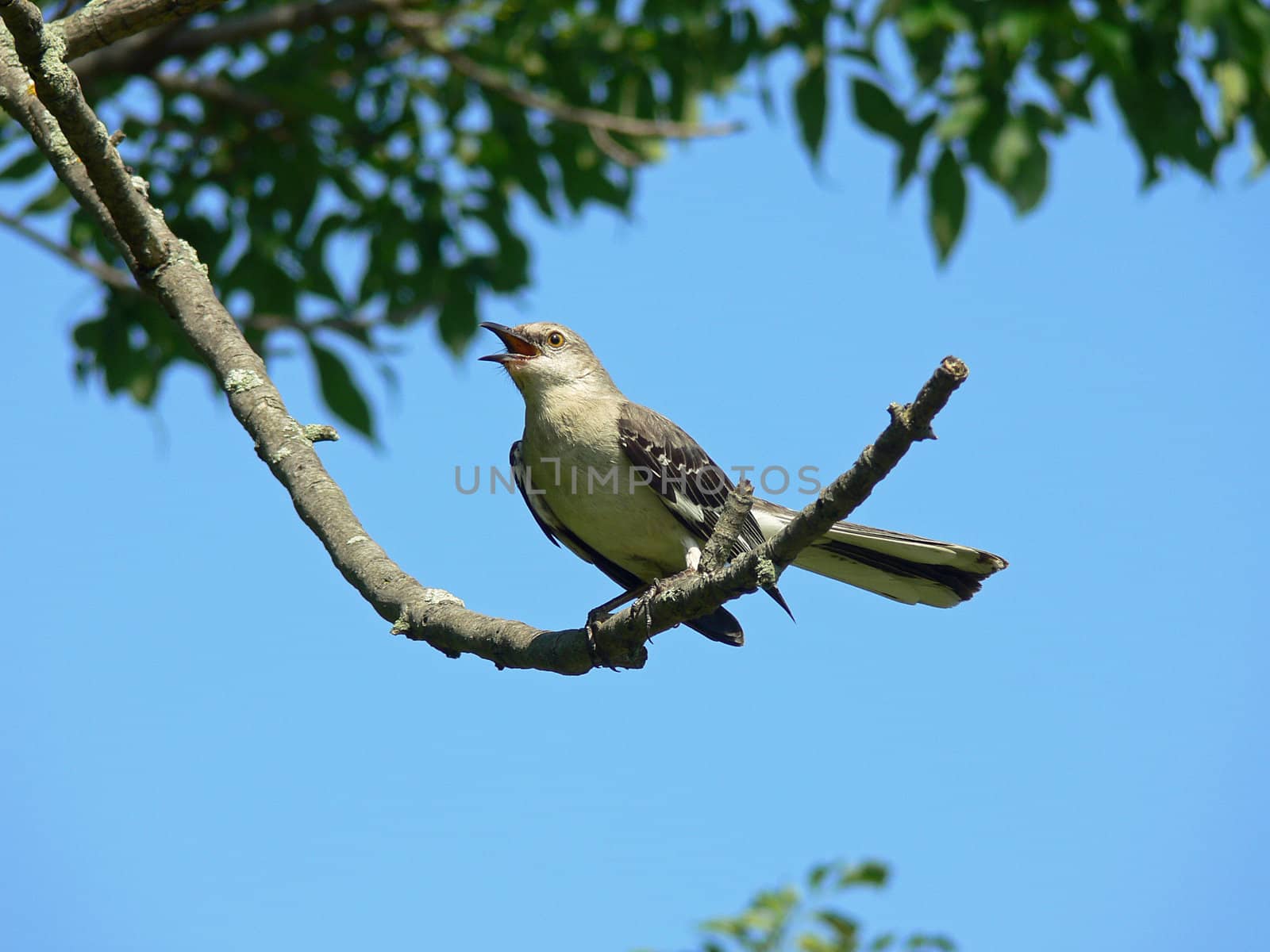 Northern Mockingbird Mimicking With Sky Background