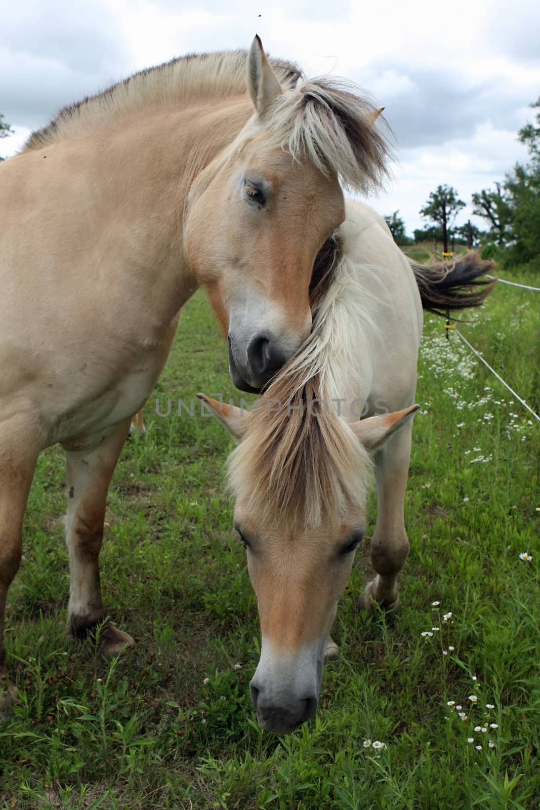 Norwegian Fjord Horses Feeding On Grass