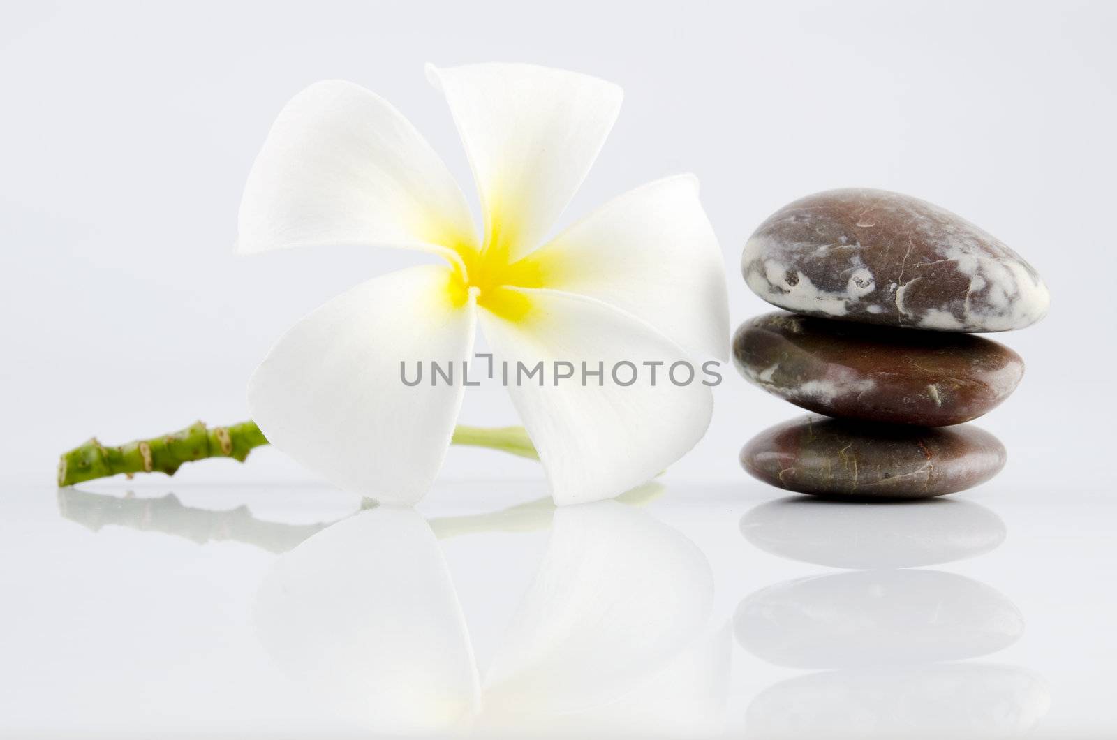White frangipani and therapy stones on grey background