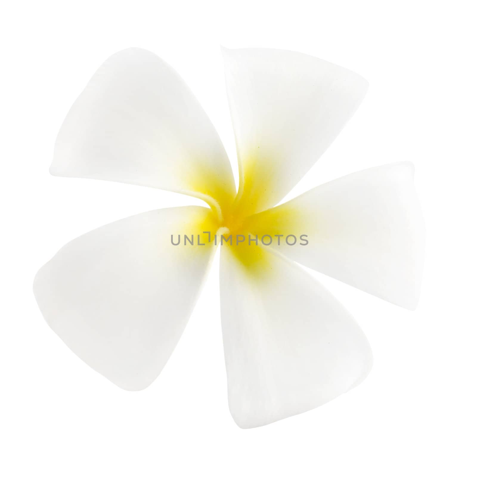 White frangipani isolated on white background