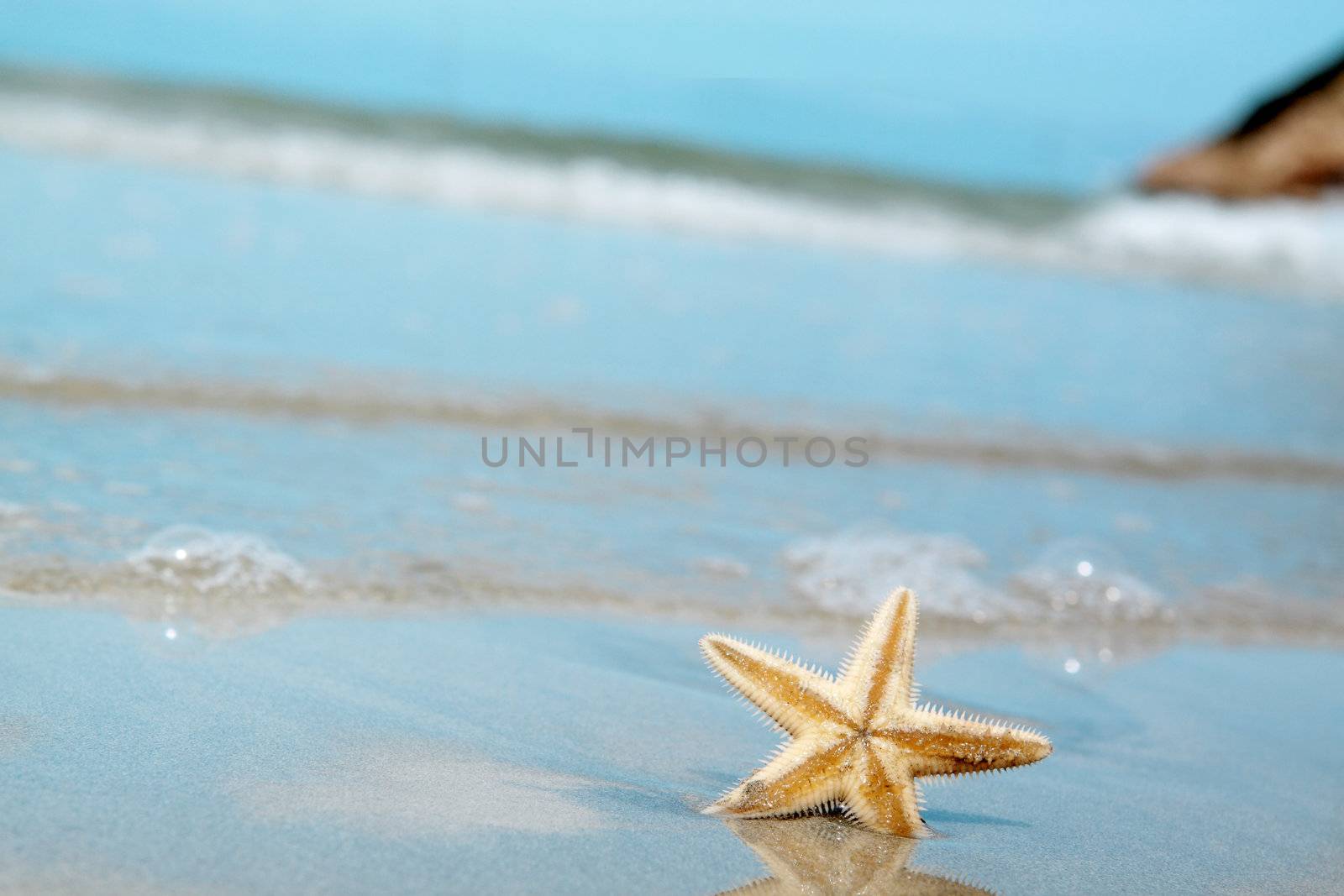 Starfish on the Beach