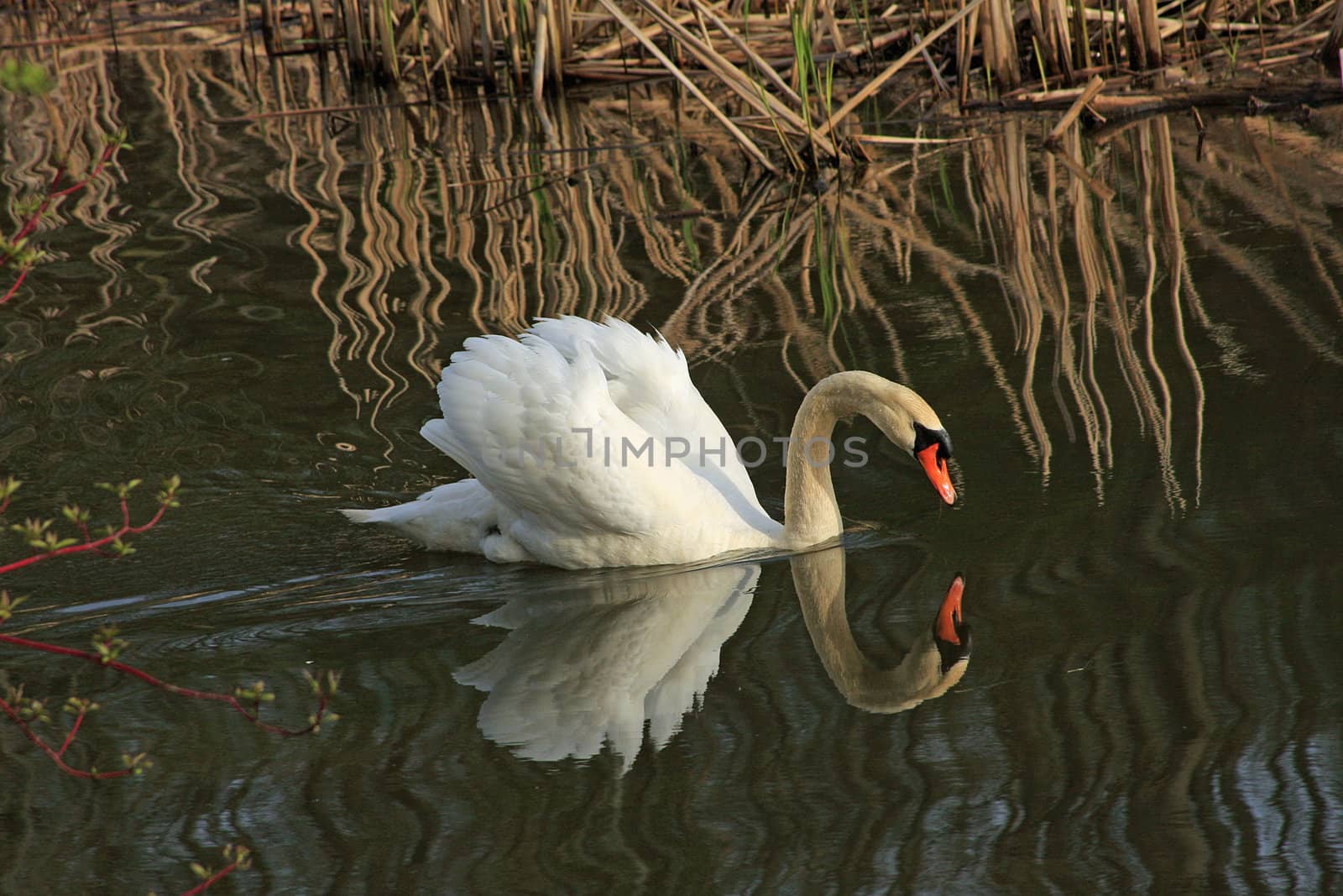 Mute Swan Cygnus olor Swimming in Morning Sun In Marsh