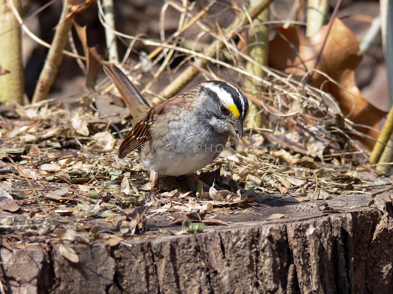 White - throated Sparrow Looking For food On Stump