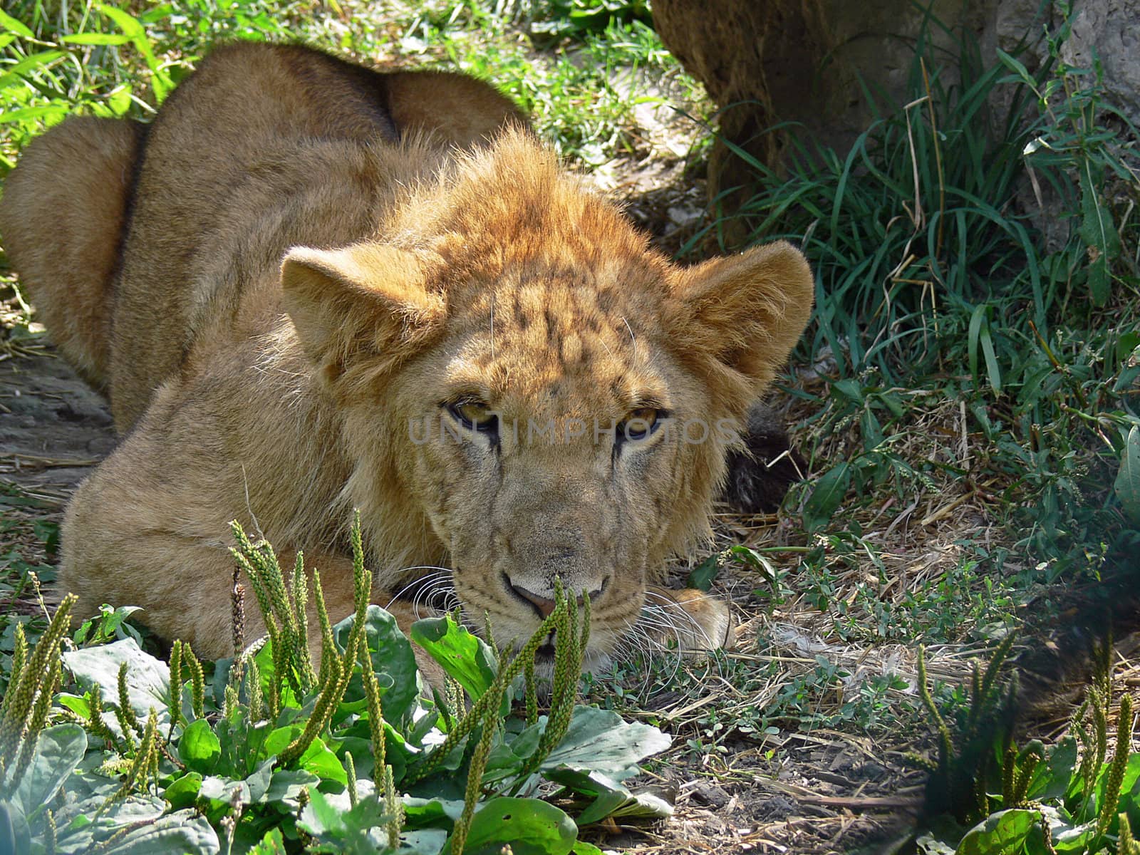 Young Male Lion stalking/playing in the grass