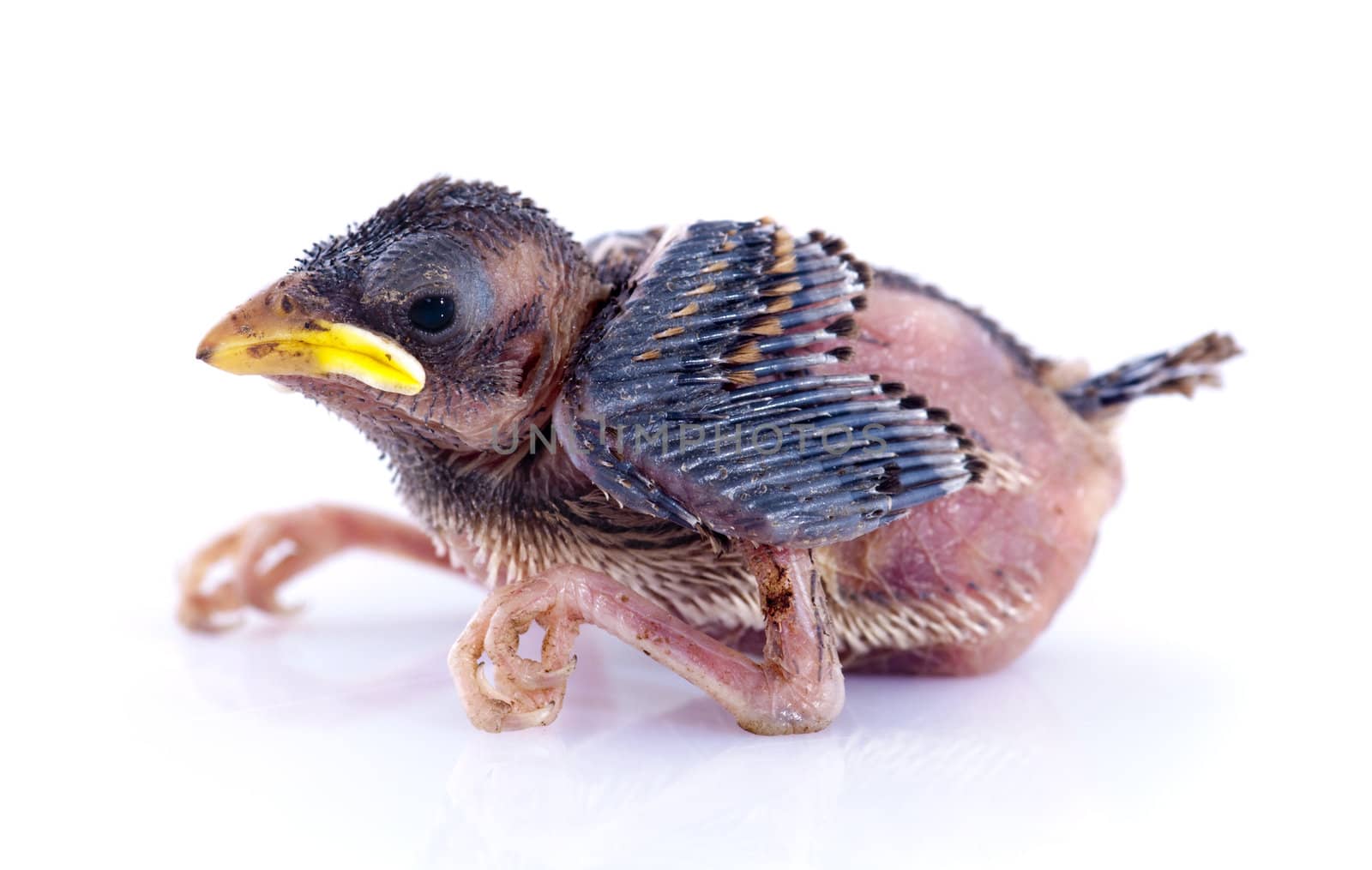 Close up young sparrow on white background