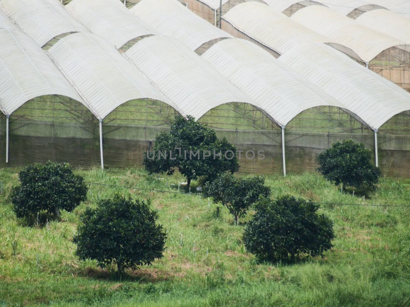 Greenhouse and trees in a organic farm in Malaysia