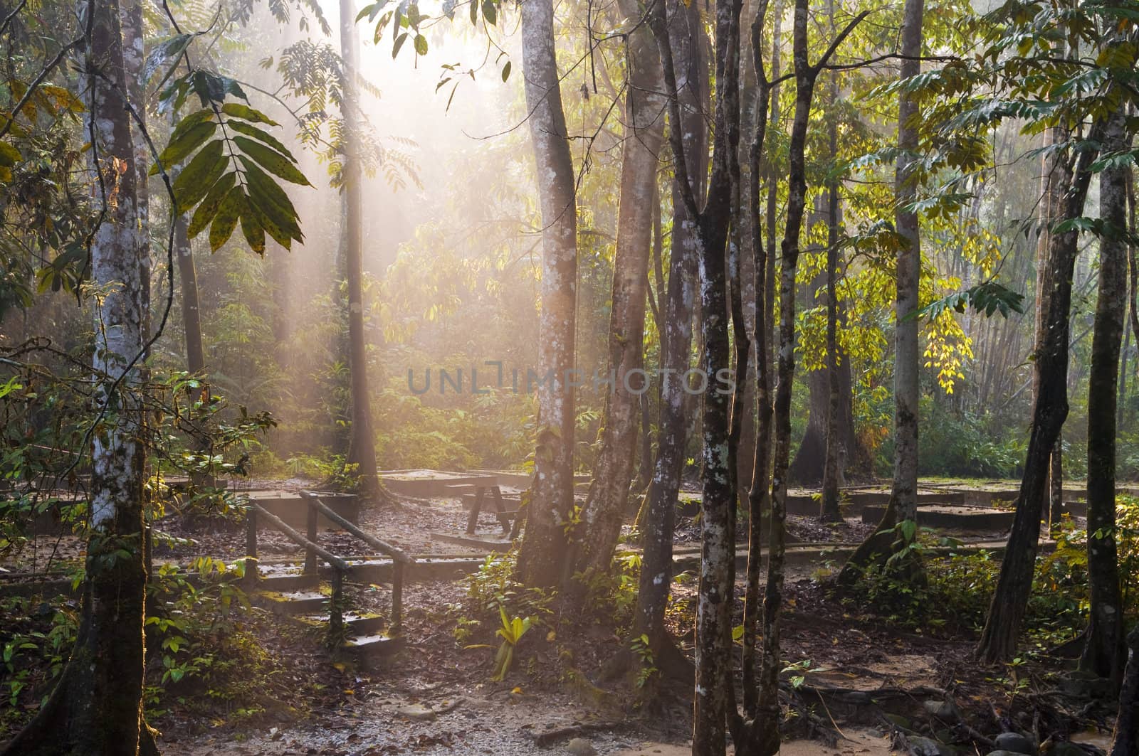 morning sunlight in tropical forest