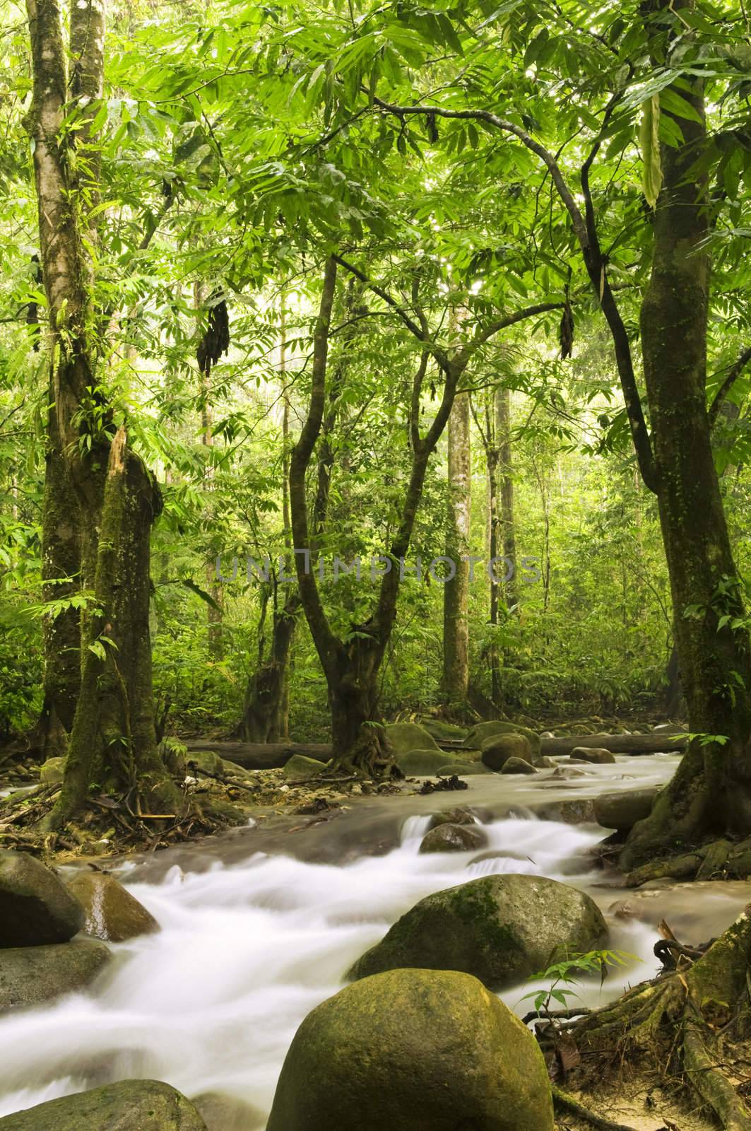 green forest and river in tropical forest