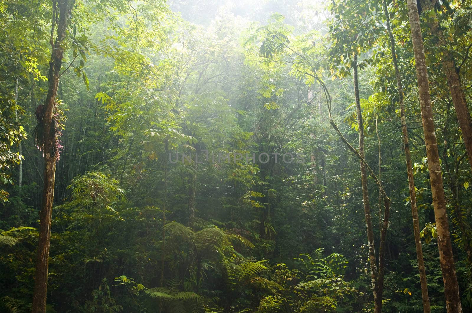 Green forest with ray of light.