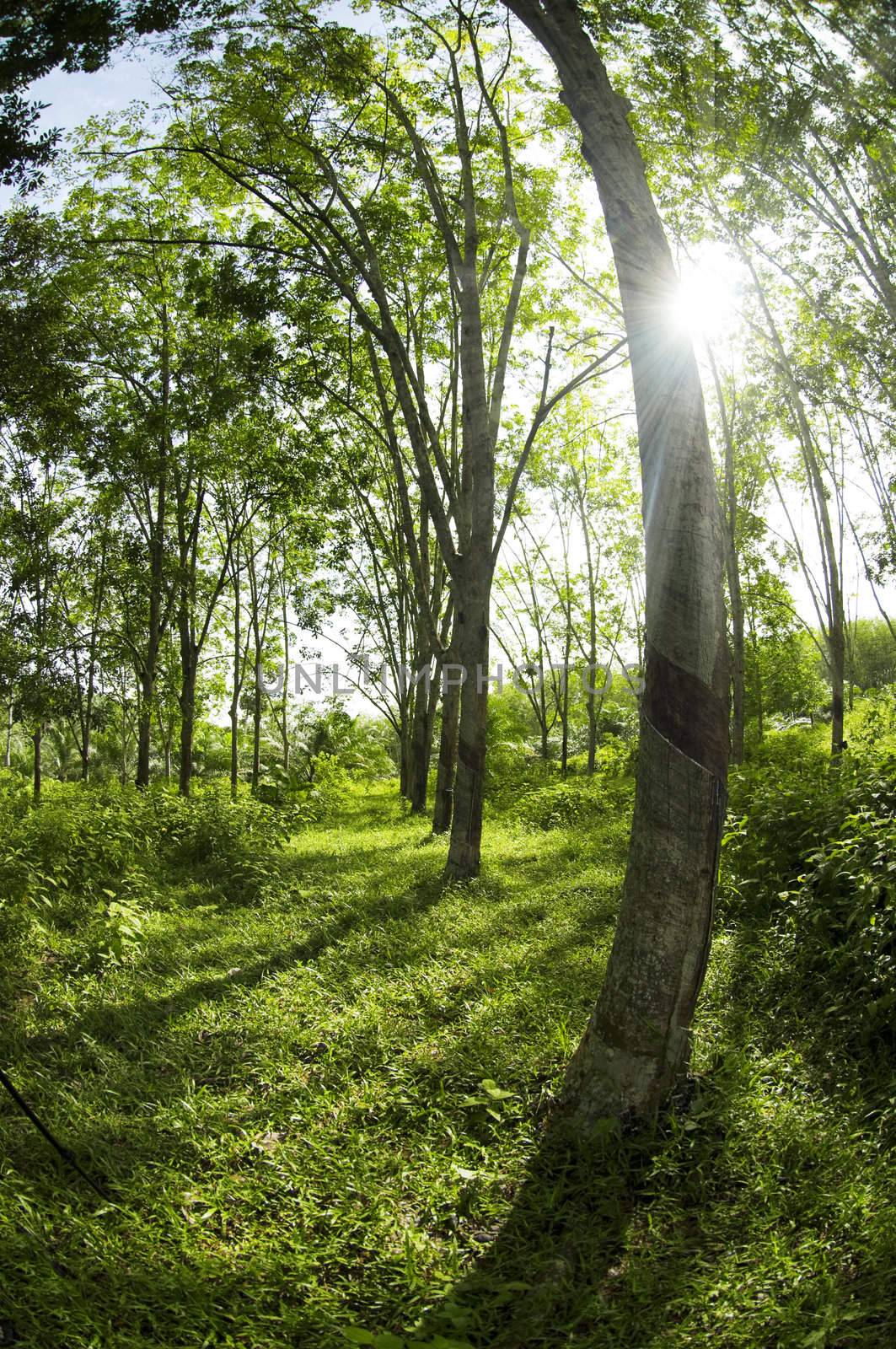 Sunbeam shine thru the rubber tree plantation.