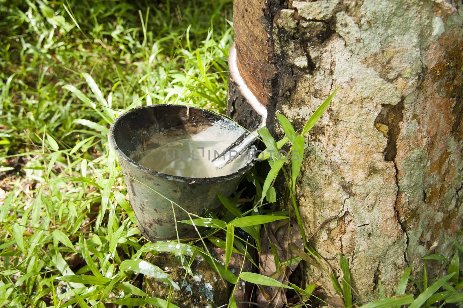 Rubber flows from the rubber tree into the cup after a raining night.