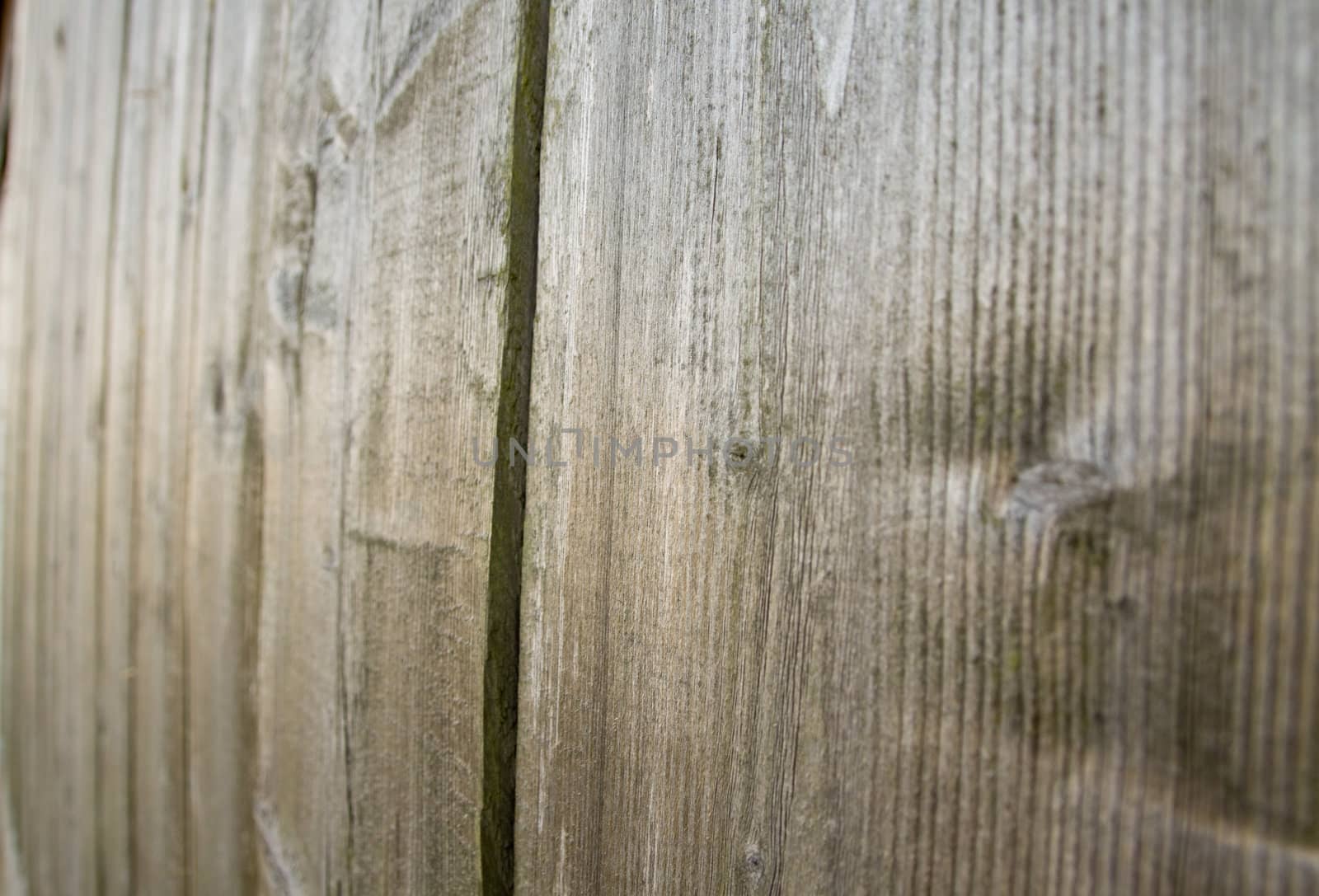 detailed macro shot of wood (abstract composition)