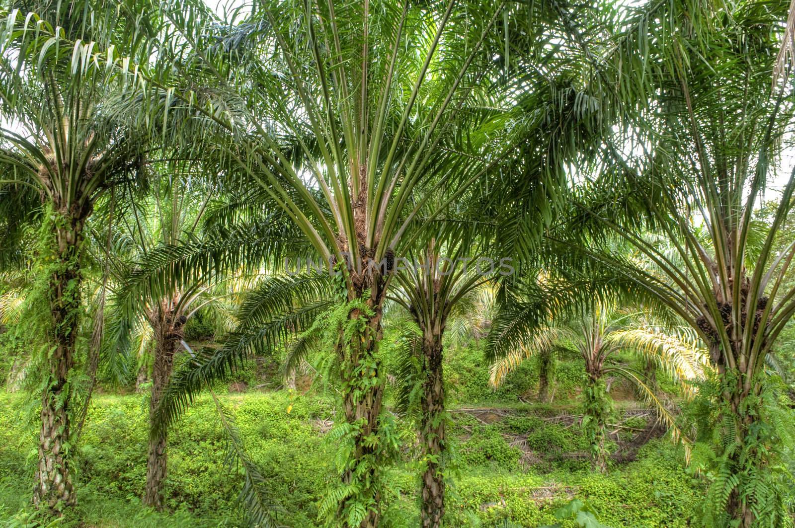 Palm oil to be extracted from its fruits.