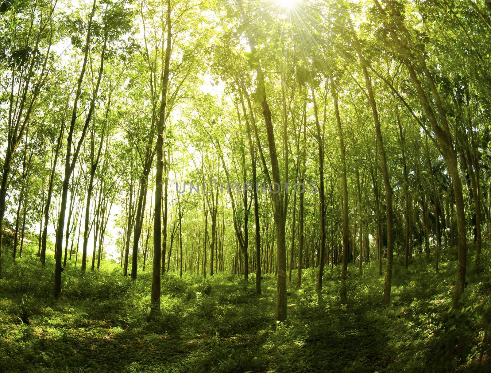 Sunbeam shine through the rubber tree plantation.
