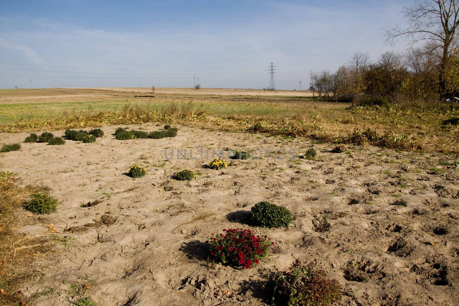 field landscape with only small flowers that didn't sell in season