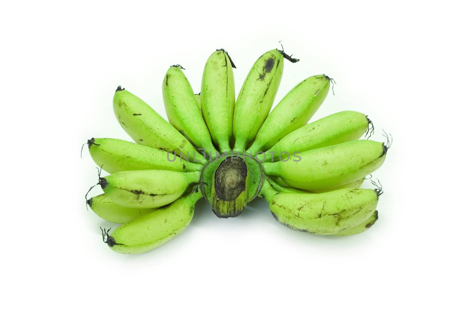 A bunch of unripe baby bananas