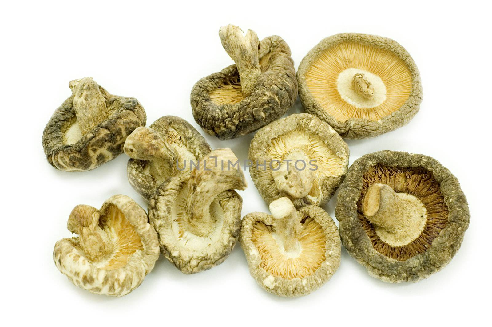 Shiitake mushroom isolated on white 
