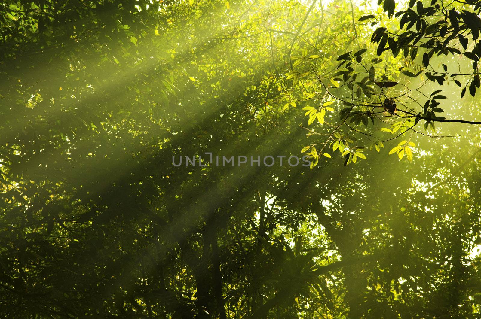 Golden morning sunbeam in forest.