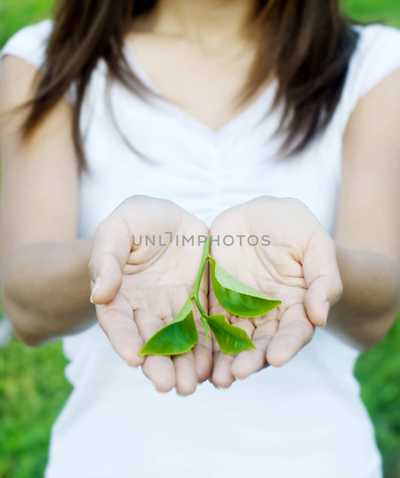 Tea leaves on hand with tea farm as background.