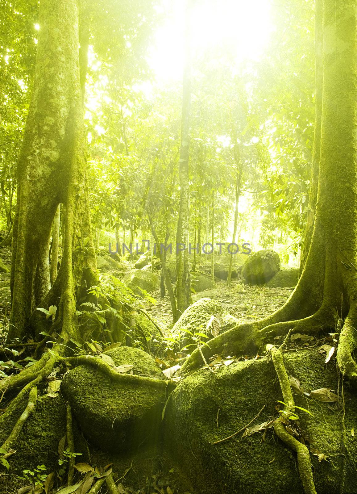 Green forest with ray of light 